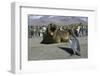 Southern Elephant Seal Barking at Penguin Chick-Paul Souders-Framed Photographic Print