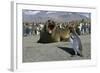 Southern Elephant Seal Barking at Penguin Chick-Paul Souders-Framed Photographic Print