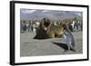 Southern Elephant Seal Barking at Penguin Chick-Paul Souders-Framed Photographic Print