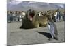 Southern Elephant Seal Barking at Penguin Chick-Paul Souders-Mounted Photographic Print