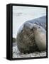 Southern elephant seal bull and female on beach.-Martin Zwick-Framed Stretched Canvas