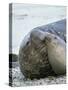 Southern elephant seal bull and female on beach.-Martin Zwick-Stretched Canvas