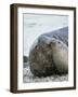 Southern elephant seal bull and female on beach.-Martin Zwick-Framed Photographic Print