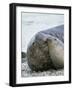 Southern elephant seal bull and female on beach.-Martin Zwick-Framed Photographic Print