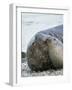 Southern elephant seal bull and female on beach.-Martin Zwick-Framed Photographic Print