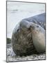 Southern elephant seal bull and female on beach.-Martin Zwick-Mounted Photographic Print