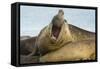 Southern Elephant Seal Bull Calling-Joe McDonald-Framed Stretched Canvas