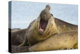 Southern Elephant Seal Bull Calling-Joe McDonald-Stretched Canvas