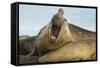 Southern Elephant Seal Bull Calling-Joe McDonald-Framed Stretched Canvas