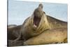 Southern Elephant Seal Bull Calling-Joe McDonald-Stretched Canvas