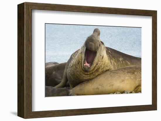 Southern Elephant Seal Bull Calling-Joe McDonald-Framed Photographic Print