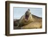 Southern Elephant Seal Bull Calling-Joe McDonald-Framed Photographic Print