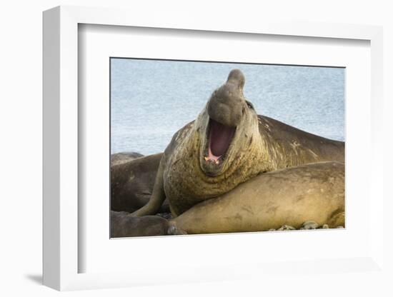 Southern Elephant Seal Bull Calling-Joe McDonald-Framed Photographic Print