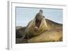 Southern Elephant Seal Bull Calling-Joe McDonald-Framed Photographic Print