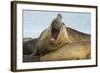 Southern Elephant Seal Bull Calling-Joe McDonald-Framed Photographic Print