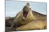 Southern Elephant Seal Bull Calling-Joe McDonald-Mounted Photographic Print