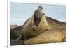 Southern Elephant Seal Bull Calling-Joe McDonald-Framed Photographic Print