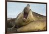 Southern Elephant Seal Bull Calling-Joe McDonald-Framed Photographic Print