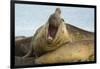 Southern Elephant Seal Bull Calling-Joe McDonald-Framed Photographic Print