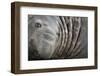 Southern elephant seal bull, King Haakon Bay, South Georgia-Alex Hyde-Framed Photographic Print