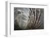 Southern elephant seal bull, King Haakon Bay, South Georgia-Alex Hyde-Framed Photographic Print