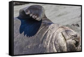 Southern Elephant Seal Bull, Mirounga Leonina, Gold Harbour, South Georgia, South Atlantic Ocean-Michael Nolan-Framed Stretched Canvas