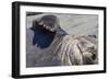 Southern Elephant Seal Bull, Mirounga Leonina, Gold Harbour, South Georgia, South Atlantic Ocean-Michael Nolan-Framed Photographic Print