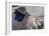 Southern Elephant Seal Bull, Mirounga Leonina, Gold Harbour, South Georgia, South Atlantic Ocean-Michael Nolan-Framed Photographic Print