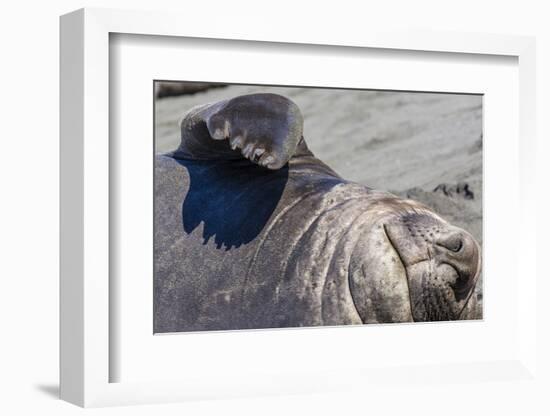 Southern Elephant Seal Bull, Mirounga Leonina, Gold Harbour, South Georgia, South Atlantic Ocean-Michael Nolan-Framed Photographic Print