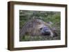 Southern Elephant Seal Bull (Mirounga Leonina), in Stromness Harbor, South Georgia-Michael Nolan-Framed Photographic Print