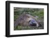 Southern Elephant Seal Bull (Mirounga Leonina), in Stromness Harbor, South Georgia-Michael Nolan-Framed Photographic Print