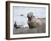 Southern elephant seal bull on beach showing threat behavior.-Martin Zwick-Framed Photographic Print