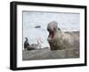 Southern elephant seal bull on beach showing threat behavior.-Martin Zwick-Framed Photographic Print