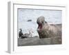 Southern elephant seal bull on beach showing threat behavior.-Martin Zwick-Framed Photographic Print