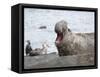 Southern elephant seal bull on beach showing threat behavior.-Martin Zwick-Framed Stretched Canvas