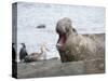 Southern elephant seal bull on beach showing threat behavior.-Martin Zwick-Stretched Canvas