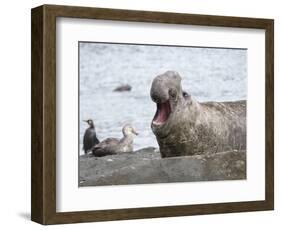 Southern elephant seal bull on beach showing threat behavior.-Martin Zwick-Framed Photographic Print