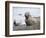 Southern elephant seal bull on beach showing threat behavior.-Martin Zwick-Framed Photographic Print