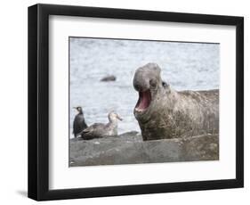 Southern elephant seal bull on beach showing threat behavior.-Martin Zwick-Framed Photographic Print