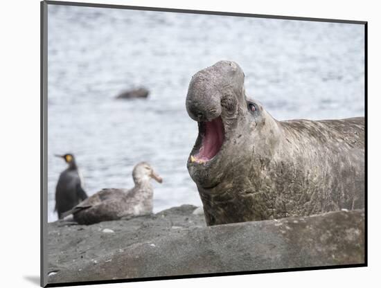 Southern elephant seal bull on beach showing threat behavior.-Martin Zwick-Mounted Photographic Print