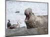 Southern elephant seal bull on beach showing threat behavior.-Martin Zwick-Mounted Photographic Print