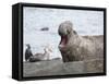 Southern elephant seal bull on beach showing threat behavior.-Martin Zwick-Framed Stretched Canvas