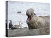 Southern elephant seal bull on beach showing threat behavior.-Martin Zwick-Stretched Canvas
