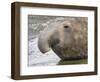 Southern elephant seal bull on beach.-Martin Zwick-Framed Photographic Print