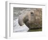 Southern elephant seal bull on beach.-Martin Zwick-Framed Photographic Print