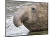 Southern elephant seal bull on beach.-Martin Zwick-Mounted Photographic Print