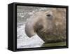 Southern elephant seal bull on beach.-Martin Zwick-Framed Stretched Canvas