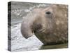 Southern elephant seal bull on beach.-Martin Zwick-Stretched Canvas