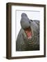 Southern Elephant Seal Bull, South Georgia-Martin Zwick-Framed Photographic Print