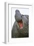 Southern Elephant Seal Bull, South Georgia-Martin Zwick-Framed Photographic Print